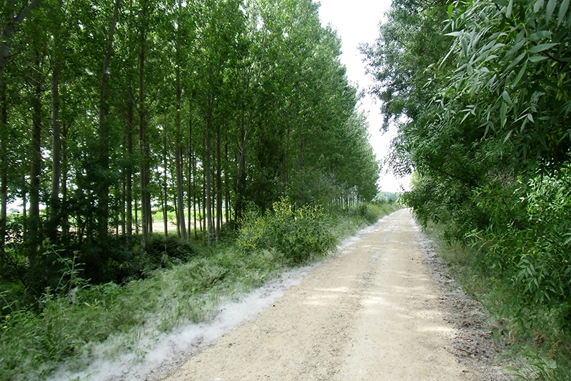 Camino a Milagro.